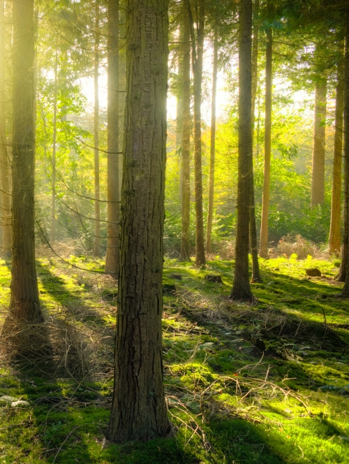 Forest